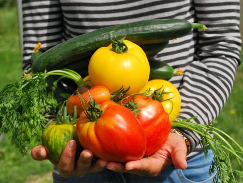 Bild 1: Dicke Tomaten, Paprika, Gurken und Co. sind kein Hexenwerk, wenn man ein paar richtige Werkzeuge und Verhaltensweisen berücksichtigt