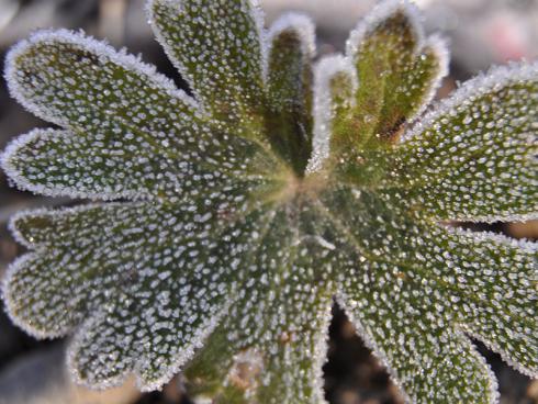 Bild garten.ch: Geranium