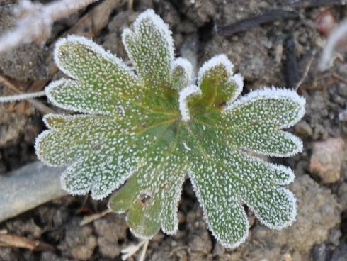 Bild garten.ch: Geranium