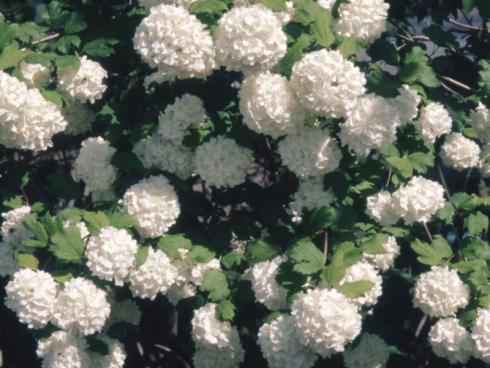 Prächtige weisse Blütenrispen ziehen Insekten und Blicke an: Schneebälle sind beliebte Ziersträucher für den Garten. Am bekanntesten ist der bei uns heimische Gewöhnliche Schneeball (Viburnum opulus). Bildnachweis: GMH/GBV