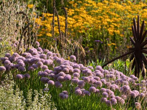 Bild GMH: Ausdauernder Lauch (Allium senescens ssp. senescens) wird auch unter dem Namen Berg-Lauch angeboten. Egal, wie Sie ihn nennen: Die mit 30 bis 40 cm Höhe kompakte Art hat einen Platz im Garten verdient. An einem sonnigen Standort in durchlässigem Boden öffnen sich die kugelrunden Blüten von Juli bis September. Seine an Gras erinnernden Blätter bleiben übrigens auch nach der Blüte attraktiv und frischgrün. Als Pflanzpartner empfiehlt sich die Bergminze, die ähnliche Ansprüche hat.