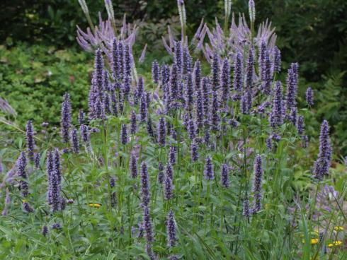 Bild GMH: Berühren erlaubt: An sonnigen Standorten blüht die Blaunessel (Agastache rugosa) von Juli bis September durch und zieht Schmetterlinge an. Neben diesem Pluspunkt bietet sie noch einen weiteren Vorteil: Wer mit den Händen über die Blätter streift, sollte tief einatmen und den frischen Duft genießen. Die hier gezeigte Sorte ‘Black Adder’ bietet darüber hinaus ein ungewöhnlich intensives Blauviolett.