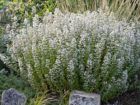 Bild GMH: Blütenschleier: Mit ihren zahllosen kleinen Blüten zaubert die Bergminze (Calamintha nepeta ssp. nepeta) vom Hochsommer bis zum Herbst Leichtigkeit in ein sonniges Beet. Einmal eingewachsen, übersteht sie Phasen der Trockenheit problemlos. Beim Berühren verströmen ihre Blättchen einen frischen Minzeduft. Die hier gezeigte Sorte ‘Triumphator’ bleibt verlässlich an ihrem Platz und versamt sich nicht.