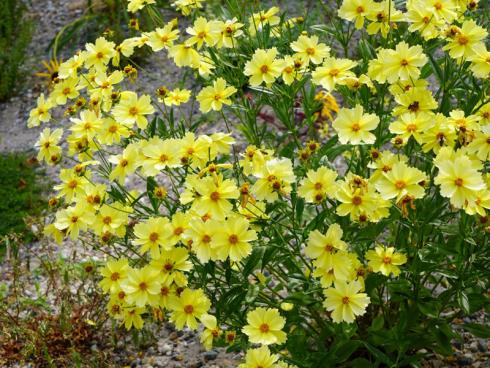 Bild GMH: Bitte recht freundlich: Mit Blüten von Juni bis September sorgt das Mädchenauge (Coreopsis) für gute Stimmung in einem sonnigen Staudenbeet. Die Sorte ‘Full Moon’ trägt ihre zahllosen pastellgelben Blüten auf rund 50 cm hohen Stielen. Damit sie sich gut entwickelt, braucht sie ein wenig Freiraum und sollte nicht von anderen Pflanzen be-drängt werden.