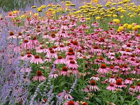 Bild GMH: Superstar: Purpursonnenhut (Echinacea purpurea) ist mittlerweile in einer großen Vielfalt zu haben. Mit einer wochenlangen Blüte ab Juli gehört ‘Rubinstern’ zu den be-währten Sorten. Wie alle Vertreter seiner Gattung braucht er einen sonnigen Standort. Hier wurde er mit Perovskien, Hoher Fetthenne und gelb blühender Schafgarbe kombi-niert.