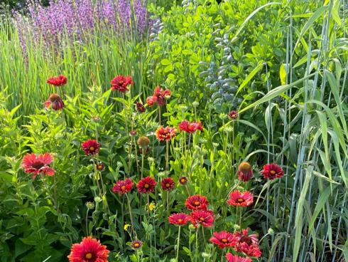 Bild GMH: Augenweide: Die Kokardenblume (Gaillardia x grandiflora) zieht mit ihrer Blüte von Juli bis September die volle Aufmerksamkeit auf sich. Eine besonders intensive Leucht-kraft entfaltet die Sorte ‘Burgunder’ mit samtroten Blüten und orangefarbener Mitte. Sie braucht neben voller Sonne einen durchlässigen Boden. Ein Rückschnitt direkt nach der Blüte im September lässt sie nochmals durchtreiben und besser überwintern.