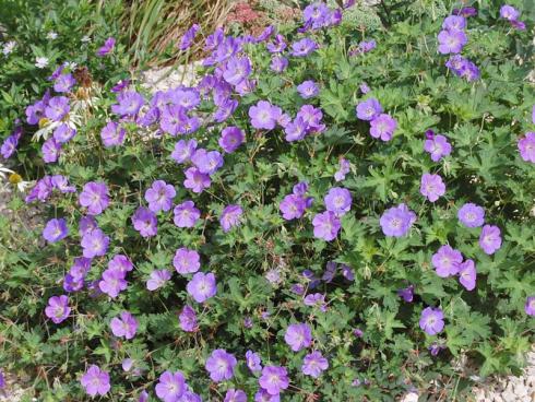 Bild GMH: Blüten bis zum Frost: Gut möglich, dass dieser Storchschnabel (Geranium) schon bei Ihnen wächst. Falls nicht, könnte sich das bald ändern, denn die Hybrid-Sorte ‘Rozanne’ erfreut sich nicht umsonst großer Beliebtheit: Ein sonniger bis absonniger Standort mit frischem Boden lässt sie zu Hochform auflaufen und von Mai bis November blühen. Sie bildet so lange Triebe, dass ein oder zwei Pflanzen einen ganzen Quadratmeter ausfüllen können.