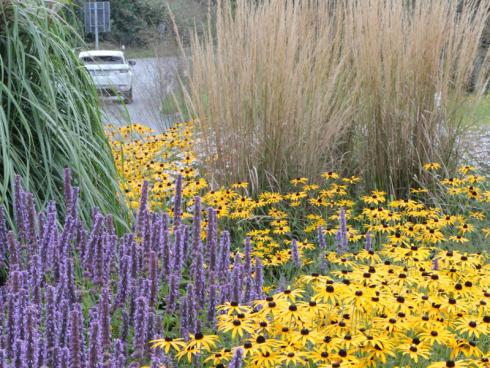 Bild GMH: Volle Leuchtkraft: Prächtiger Sonnenhut – so wird Rudbeckia fulgida var. deamii auch genannt. Das ist keineswegs übertrieben, denn im August und September taucht der Son-nenanbeter die Beete und Rabatten in ein warmes Gelb. Nach der Blüte trägt er seine knopfförmigen Samenstände mit Würde und schmückt das Beet weiterhin. Hier wird er von Blaunessel (Agastache) und Reitgras (Calamagrostis) begleitet.