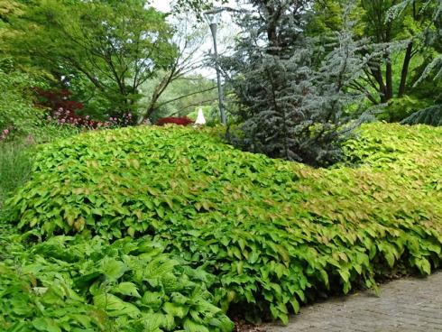 Wer die Elfenblume (Epimedium x perralchicum) pflanzt, hat mehr Freizeit und muss zumindest an diesen Stellen kein Unkraut mehr jäten. Auch ansonsten spart sie Arbeit, denn die schattenverträgliche Staude muss nach dem Einwachsen kaum bewässert werden. Abgesehen von diesen praktischen Vorteilen, ist ihr Laub überaus attraktiv und bleibt je nach Verlauf des Winters das ganze Jahr erhalten. Abgeschnitten wird es im Frühjahr trotzdem: Die Blüten und der wunderschöne frische Blattaustrieb kommen dann besser zur Geltung.