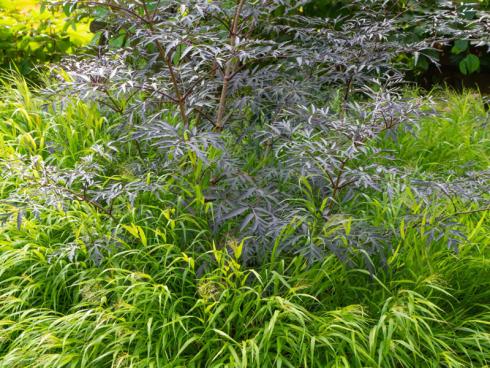 Japanisches Berggras (Hakonechloa macra) zaubert mit seinen Halmen frisches Grün in die Beete. Für den maximal möglichen Kontrast sorgen dunkellaubige Gehölze. Hier übernimmt diese Rolle ein schwarzlaubiger Holunder. Japanisches Berggras braucht ein wenig Zeit zum Etablieren, doch die Geduld lohnt sich. Wenn sich der Bestand geschlossen hat, bleibt Unkraut außen vor. Außerdem zaubert das Gras Poesie in den Garten, denn leichter Wind lässt die Halme zu Wellen werden