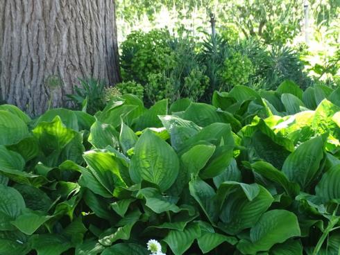 Funkien (Hosta) werden wegen der Form ihrer Blätter auch Herzblattlilien genannt und gehören zu den beliebtesten Blattschmuckstauden für den Schatten. Sie bedecken auch unter Bäumen den Boden, sofern dieser feucht genug ist. Da sie meist erst gegen Ende April austreiben, lassen sie sich gut mit Schneeglöckchen kombinieren, die ihr Laub wieder eingezogen haben, wenn die Funkien sich voll entfalten und den Platz einnehmen.