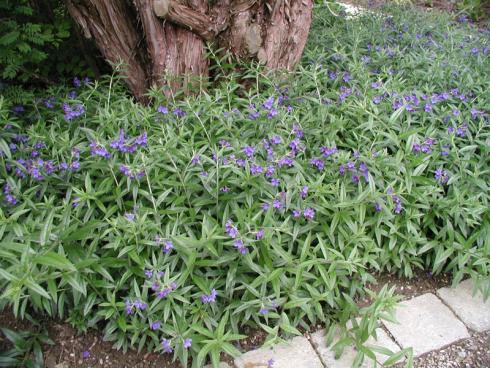 Darf es ein wenig mehr sein? Bei diesem Blaumacher unter den Bodendeckern auf jeden Fall! Heimischer Steinsame (Buglossoides purpurocaerulea) wird am besten in größeren Stückzahlen – mindestens zehn Exemplare pro Quadratmeter sind durchaus angebracht – gepflanzt. Dann bildet die Staude im Halbschatten und auf trockenen Böden schneller einen grünen Teppich. Ab April und bis Juni leuchten die blauen Blüten auf dieser grünen Leinwand und dienen Wildbienen und anderen Insekten als Futterquelle.