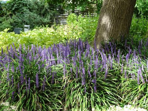 Auf den ersten Blick sehen die Blüten der Lilientraube (Liriope muscari) wie winzige Perlen aus. Die ähnlich wie bei Traubenhyazinthen angeordneten Blüten erscheinen erst zwischen August und Oktober. Vor und nach der Blüte könnte man die für halbschattige bis schattige Standorte geeignete Staude glatt für ein Gras halten. Die Lilientraube ist für milde Regionen geeignet und schmückt die Beete als immergrüner Bodendecker auch im Winter.
