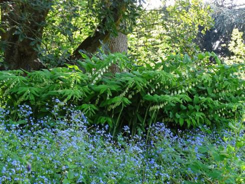 Salomonssiegel (Polygonatum bifolium) läuft im Mai und Juni mit seinen weißen Blütenglöckchen zu Hochform auf und ist kaum zu übersehen. Hier wurde die schatten- und trockenheitsverträgliche Staude mit Kaukasus-Vergissmeinnicht (Brunnera macrophylla) kombiniert.
