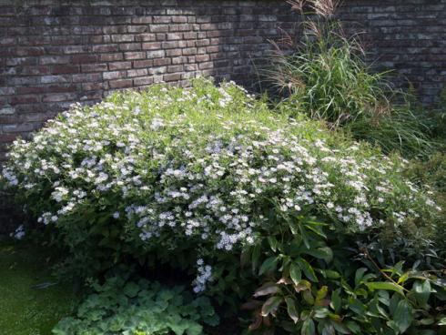 Die Asiatische Wildaster (Aster ageratoides) ‘Asran’ gedeiht auch in der Sonne, wächst aber an vielfältigen Plätzen im Garten: Halbschattige Lichtverhältnisse und eher trockene Böden sind für sie kein Problem. Auch an solchen Standorten öffnet sie ihre Knospen ab August und bis weit in den Oktober hinein. Schmetterlinge und andere Insekten fliegen förmlich auf die hellvioletten, sternenförmigen Blüten.