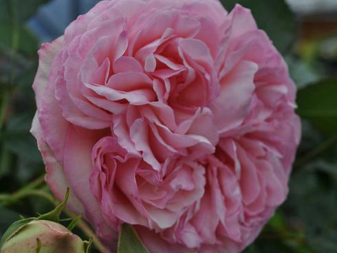 Robuste Neuzüchtungen können durchaus nostalgische Blüten haben, wie diese Eden Rose®85. Die wüchsige Strauchrose in klassischem Rosa blüht mehrfach im Jahr. (Bildnachweis: GMH/LVW)