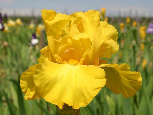 Bildunterschrift: Gelb! Außergewöhnlich rein ist die goldgelbe Farbe der Sorte Iris Barbata-elatior 'Gold Galore' Ein ausgeprägter Duft und eine gute Wüchsigkeit sprechen zudem für diese Iris. Sie ist auch trockenheitsverträglich. (Bildnachweis: GMH/Gräfin von Zeppelin)
