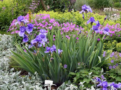 Bildunterschrift: Die Hohen Bart-Iris bringen Farbe und Höhe in ein Beet. Die Sorte `Honky Tonk Blues´ kann auch gut für einen Strauss geschnitten werden. Mit zartem Duft und einer Höhe von bis zu 110 cm bringt sie es auf bis zu 10 Blüten pro Stängel. (Bildnachweis: GMH/Gräfin von Zeppelin)