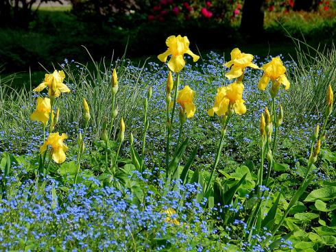 Bildunterschrift: Starke Kontraste: Goldgelbe Bart-Iris und das Gefleckte Kaukasusvergissmeinnicht (Brunnera macrophylla 'Langtrees') bringen sich gegenseitig zum Leuchten. (Bildnachweis: GMH/Bettina Banse)