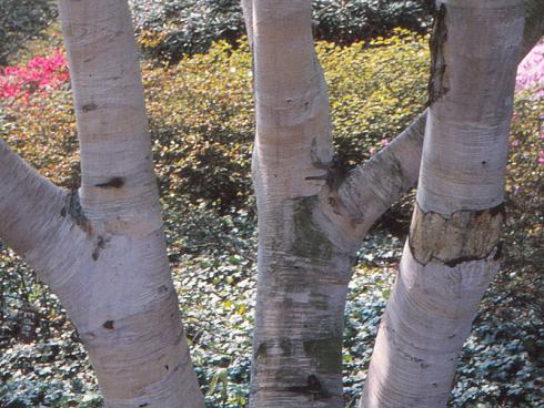 Bildunterschrift: Lichtgestalt: Die auffällig helle Rinde der Gold-Birke (Betula ermannii) ist schon von weitem sichtbar. (Bildnachweis: GMH/GBV)