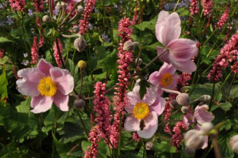 Bildunterschrift: Tolles Team: Herbst-Anemone (Anemone hupehensis 'September Charme') und Kerzen-Wiesenknöterich (Bistorta amplexicaulis 'High Society') ergänzen sich in Blütenfarbe und -form nahezu perfekt. Zudem sind beide Arten sehr wuchsfreudig und bevorzugen Halbschatten. Bildnachweis: GMH/Annemarie Eskuche