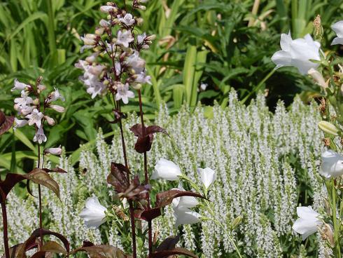 Bildunterschrift: Vor den weißen Blütenkissen des Steppen-Salbeis 'Adrian' (Salvia nemorosa) kommt das faszinierende, zwischen Grün, Violett und Braun changierende Laub des Fingerhut-Bartfadens 'Husker's Red' (Penstemon digitalis) besonders gut zur Geltung. Bildnachweis: GMH/G. Gieseler