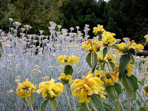 Bildunterschrift: Rund ums Jahr ein Hingucker: Wie spektakulär bereits ein Staudenduo wirken kann, beweist diese Pflanzung. Silbernes Currykraut (Helichrysum italicum) und leuchtend gelbes Brandkraut (Phlomis russeliana) sind ideale Partner für sonnige, trockene Standorte. Ihre Strukturen bringen auch im Herbst und Winter Spannung ins Beet. Bildnachweis: GMH/Bettina Banse