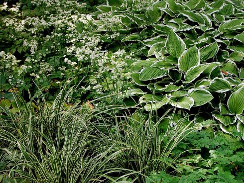 Bildunterschrift: Schattenfreunde: Mit Grün-Weiß-Kontrasten spielt diese Kombination aus Sterndolden (Astrantia), weißrandigen Funkien (Hosta) und Japan-Seggen (Carex morrowii 'Aureovariegata'). Frischgrüner Storchschnabel (Geranium) bringt Ruhe in die quirlige Gestaltung. Bildnachweis: GMH/G. Gieseler