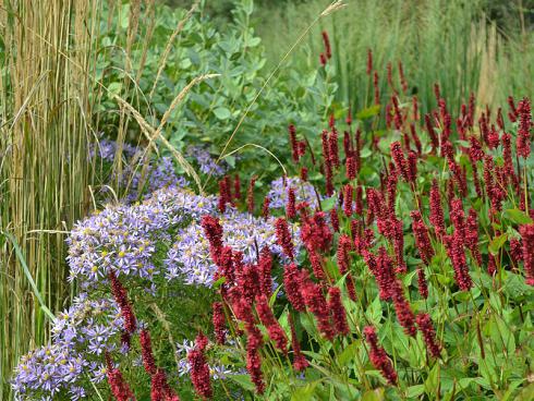 Bildunterschrift: Zwischen den straff aufrechten Halmen des Garten-Reitgrases (Calamagrostis x acutiflora 'Karl Foerster') und den ebenfalls gen Himmel strebenden purpurroten Blütenständen des Kerzen-Wiesenknöterichs (Bistorta amplexicaulis 'Speciosum') bilden die hellvioletten Astern (Aster sedifolius 'Nanus') in Form und Farbe einen auffälligen Kontrast. Bildnachweis: GMH/Annemarie Eskuche