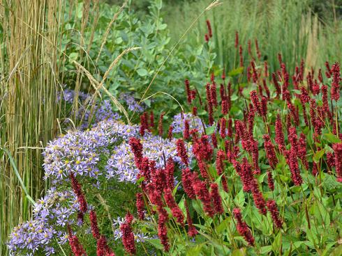 Bildunterschrift: Zwischen den straff aufrechten Halmen des Garten-Reitgrases (Calamagrostis x acutiflora 'Karl Foerster') und den ebenfalls gen Himmel strebenden purpurroten Blütenständen des Kerzen-Wiesenknöterichs (Bistorta amplexicaulis 'Speciosum') bilden die hellvioletten Astern (Aster sedifolius 'Nanus') in Form und Farbe einen auffälligen Kontrast. Bildnachweis: GMH/Annemarie Eskuche