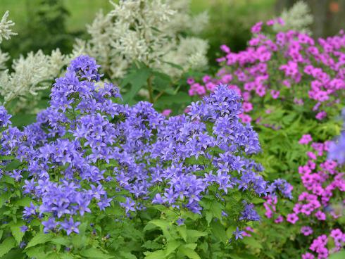 Bildunterschrift: Für Knalleffekte: Riesen-Dolden-Glockenblume (Campanula lactiflora 'Superba'), Geißbart (Aruncus) und der magentafarbene Armenische Storchschnabel (Geranium psilostemon) verstärken sich dank der klaren Farben gegenseitig in ihrer Leuchtkraft. Bildnachweis: GMH/Annemarie Eskuche