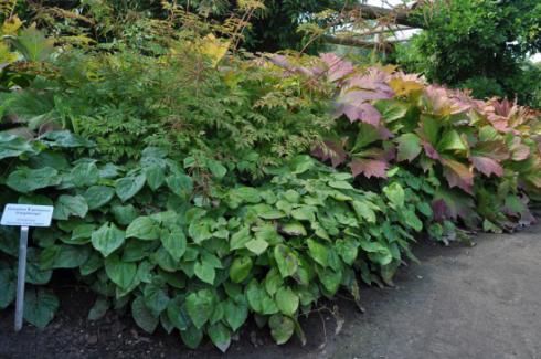 Bildunterschrift: Eindrucksvolles Trio: Mit der niedrigen wintergrünen Elfenblume 'Orangekönigin' (Epimedium x warleyense), dem filigranen Geißbart (Aruncus) und dem imposanten, auch als Solitär geeigneten Schaublatt (Rodgersia) lassen sich selbst größere Flächen mühelos begrünen. Bildnachweis: GMH/G. Gieseler