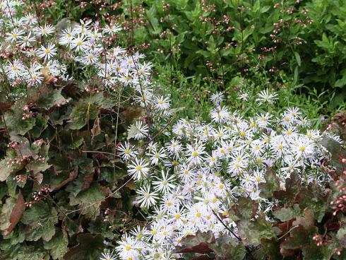 Gut kombiniert: Harmonische Staudenpflanzungen  Bildunterschrift: Scheinbar schwerelos schweben die filigranen Blüten des Purpurglöckchens (Heuchera micrantha 'Rachel') über dem braunvioletten Laub und verweben sich optisch mit den feingliedrigen Strahlenblüten der Schönaster (Kalimeris incisa 'Madiva'). Bildnachweis: GMH/Arno Panitz