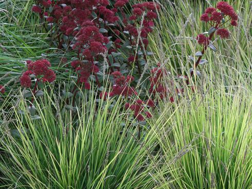 Bildunterschrift: Haltung bewahren: Zwischen den Spitzen des Herbst-Kopfgrases (Sesleria autumnalis) wirken die rundlichen Formen der burgunder- beziehungsweise altrosafarbenen Fetthennen (Sedum telephium 'Red Cauli', Sedum telephium 'Matrona') besonders sanft und harmonisch. Bildnachweis: GMH/Arno Panitz