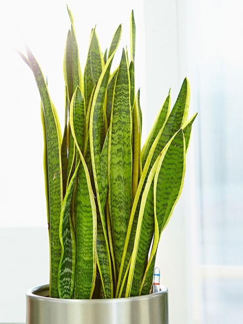 Bild:  Die schmalen, ledrigen Blätter des Bogenhanfs (botanischer Name Sanseveria) vertragen sowohl sonnige als auch eher dunkele Standorte. Erhältlich sind spezielle Hydrokultur-Pflanzen im Kulturtopf mit Wasserstandsanzeiger und Blähton-Substrat im gut sortierten Fachhandel. (Bildnachweis: GMH/FvRH)