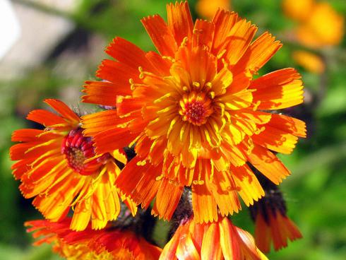 Bild GMH/Arno Panitz: Das Orangerote Habichtskraut (Hieracium aurantiacum) trägt seine auffällige Blütenfarbe bereits im Namen. Die bis zu 60 cm hohe Staude passt besonders gut in naturnah gestaltete Gärten.