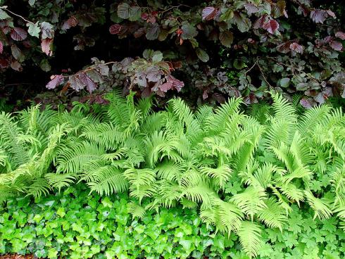 Bild GMH/ Bettina Banse: Die frischgrünen hochaufragenden Farnwedel bilden einen schönen Kontrast zum breiten schwarzrote Laub der Blut-Buche (Fagus sylvatica 'Purpurea') und den glänzenden Efeublättern.