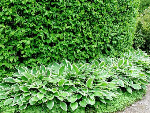 Bild GMH/ Bettina Banse: Prächtig entwickelte Funkien (Hosta) umschmeicheln den Fuß der Hecke aus Kornelkirsche (Cornus mas) und werden ihrerseits von Hängepolster-Glockenblumen (Campanula poscharskyana) umgarnt. Beide punkten im Sommer mit blauvioletten Blüten.