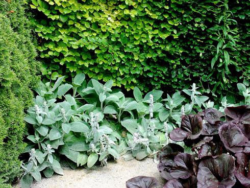 Bild GMH/ Bettina Banse: Woll-Ziest (Stachys lanata) und das braun-rot laubige Purpur-Greiskraut (Ligularia dentata) verbergen Schönheitsfehler im sonst makellosen Laubkleid der Buchenhecke (Fagus sylvatica).