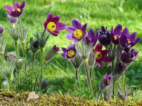 Bildunterschrift: Die Küchenschelle (Pulsatilla) ist ein Juwel für sonnige Steingärten oder Beete mit durchlässigem Boden. Der zarte, die ganze Pflanze bedeckende Flaum scheint wie von feinem Pinselstrich gezogen. Auch die fedrigen Samenstände sind eine Zier. (Bildnachweis: GMH/Bettina Banse)