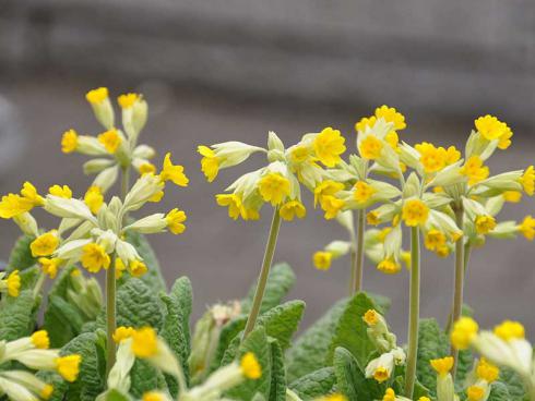 Schlüsselblumen sind Frühlingsboten von besonderem Liebreiz. Sie schmücken sonnige Flächen ebenso wie Plätze im Halbschatten. (Bildnachweis: GMH/Peter Behrens)