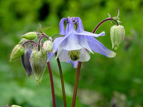 Im Vollfrühling haben Akelei (Aquilegia) ihren großen Auftritt. Sie vertragen Sonne und Halbschatten. Ihre kunstvoll geformten Blütenhütchen sind bei Hummeln sehr beliebt. (Bildnachweis: GMH/Bettina Banse)