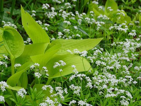 Waldmeister (Galium odoratum) ist ein reizvoller Bodendecker für halbschattige bis schattige Vorgärten sowie zur Unterpflanzung von Bäumen und Sträuchern – Erntegut für die Maibowle inklusive. (Bildnachweis: GMH/Bettina Banse)