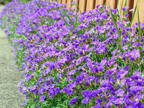 Das Blaukissen (Aubrieta) ist ein Klassiker für sonnige Standorte und in vielen Varianten erhältlich. Es lohnt sich, in der Gärtnerei nach besonderen Sorten Ausschau zu halten, etwa mit weiß gerandeten Blättern. (Bildnachweis: GMH/Bettina Banse)