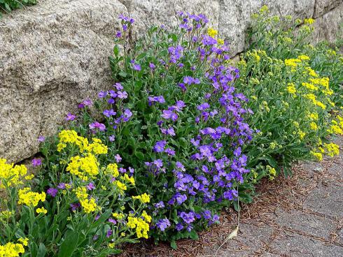 Steinkraut (Alyssum) und Blaukissen ergänzen sich farblich perfekt. Die anspruchslosen Stauden lieben volle Sonne und gedeihen in Mauerritzen ebenso wie im Blumenbeet. (Bildnachweis: GMH/Bettina Banse)