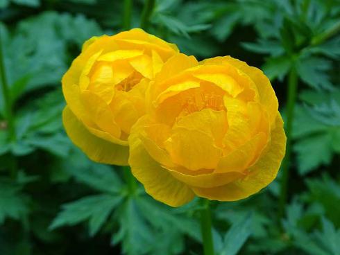 Wer hätte Trollen so viel Geschmack zugetraut! Die Trollblume (Trollius) ist eine wunderhübsch anzusehende Gute-Laune-Pflanze – geradezu ein Muss für sonnige Plätze mit feuchtem Boden. (Bildnachweis: GMH/Bettina Banse)