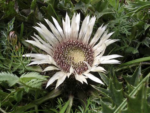 Regen in Sicht? Die Hüllblätter der Silberdistel (Carlina acaulis) schließen sich bei steigender Luftfeuchtigkeit über den dicht an dicht sitzenden Röhrenblüten. Die unter Naturschutz stehende Art gilt daher als Wetterprophetin. (Bildnachweis: GMH/Markus Hirschler)