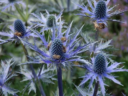 Ritter mit Herz: Bienen und andere Insekten lassen sich vom wehrhaften Äußeren des Garten-Mannstreu (Eryngium bourgatii) nicht täuschen – er versorgt sie zuverlässig mit Nektar und Pollen. (Bildnachweis: GMH/Bettina Banse)