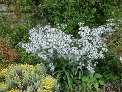 Held in schimmernder Rüstung: Das Riesen-Mannstreu (Eryngium giganteum) ist eine stattliche Erscheinung. Hier wacht der Recke über Bleiwurz (Ceratostigma, links) und das gelb blühende Graue Heiligenkraut (Santolina chamaecyparissus). (Bildnachweis: GMH/Bettina Banse)