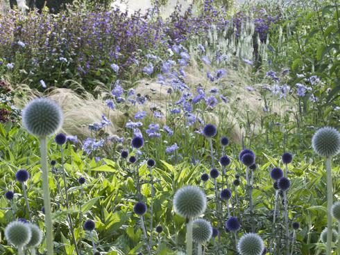 Mystisch: Das pulsierende Schwarzblau von ‚Taplow Blue‘ (Echinops bannaticus) und die strenge Symmetrie von ‚Arctic Glow‘ (E. niveus) rücken die Kugeldisteln auf eine eigene Ebene. Gebannt verfolgen sie das Schauspiel der tanzenden Skabiosen, Gräser und Glockenblumen. (Bildnachweis: GMH/Christiane Bach)